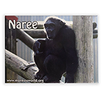 NAREE MAGNET